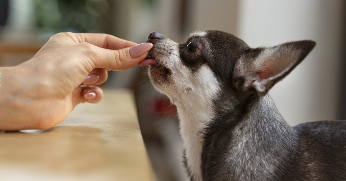 Probiotics for Pets: Advice for Owners